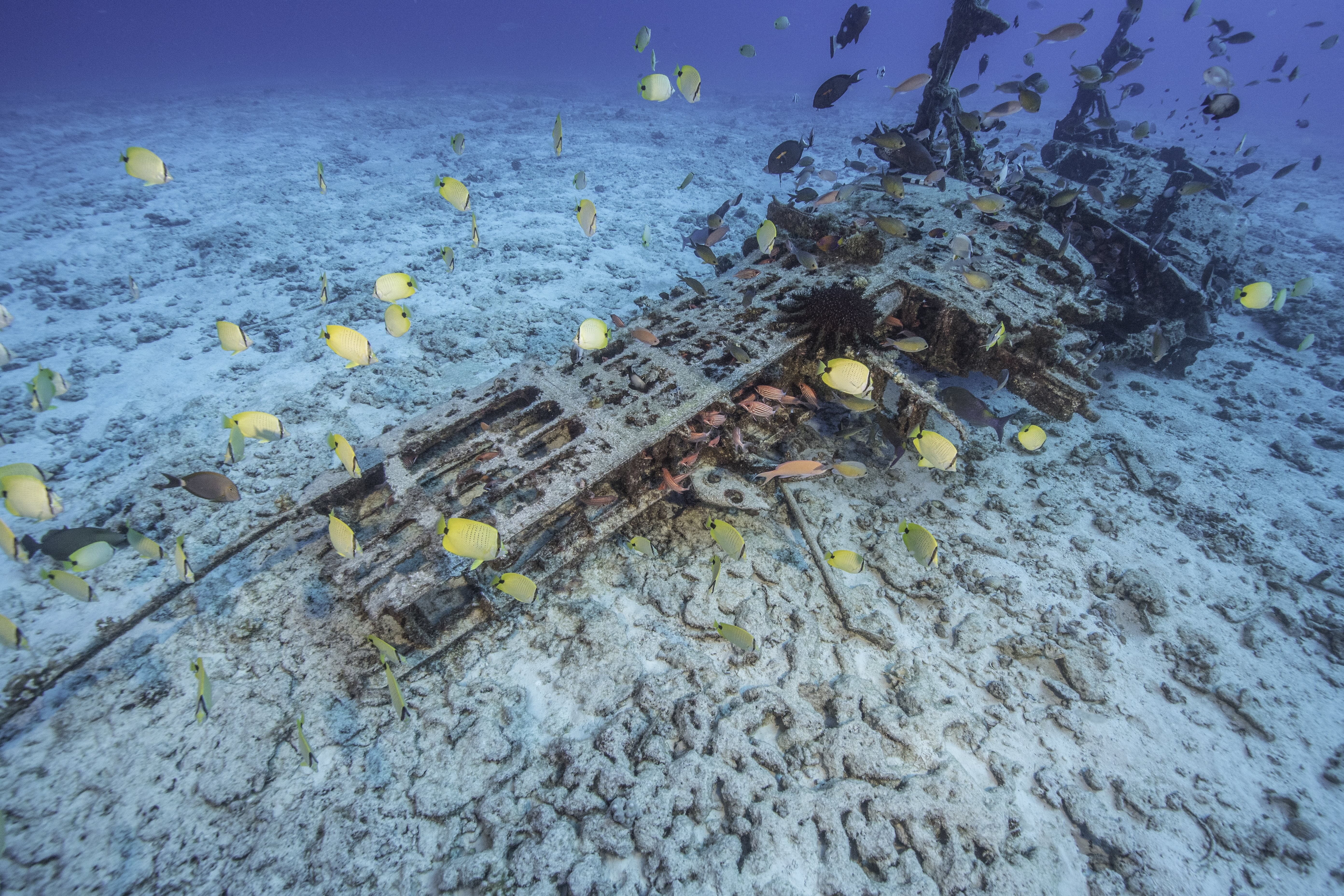 Underwater source photograph showing fish crossing the Corsair wreck