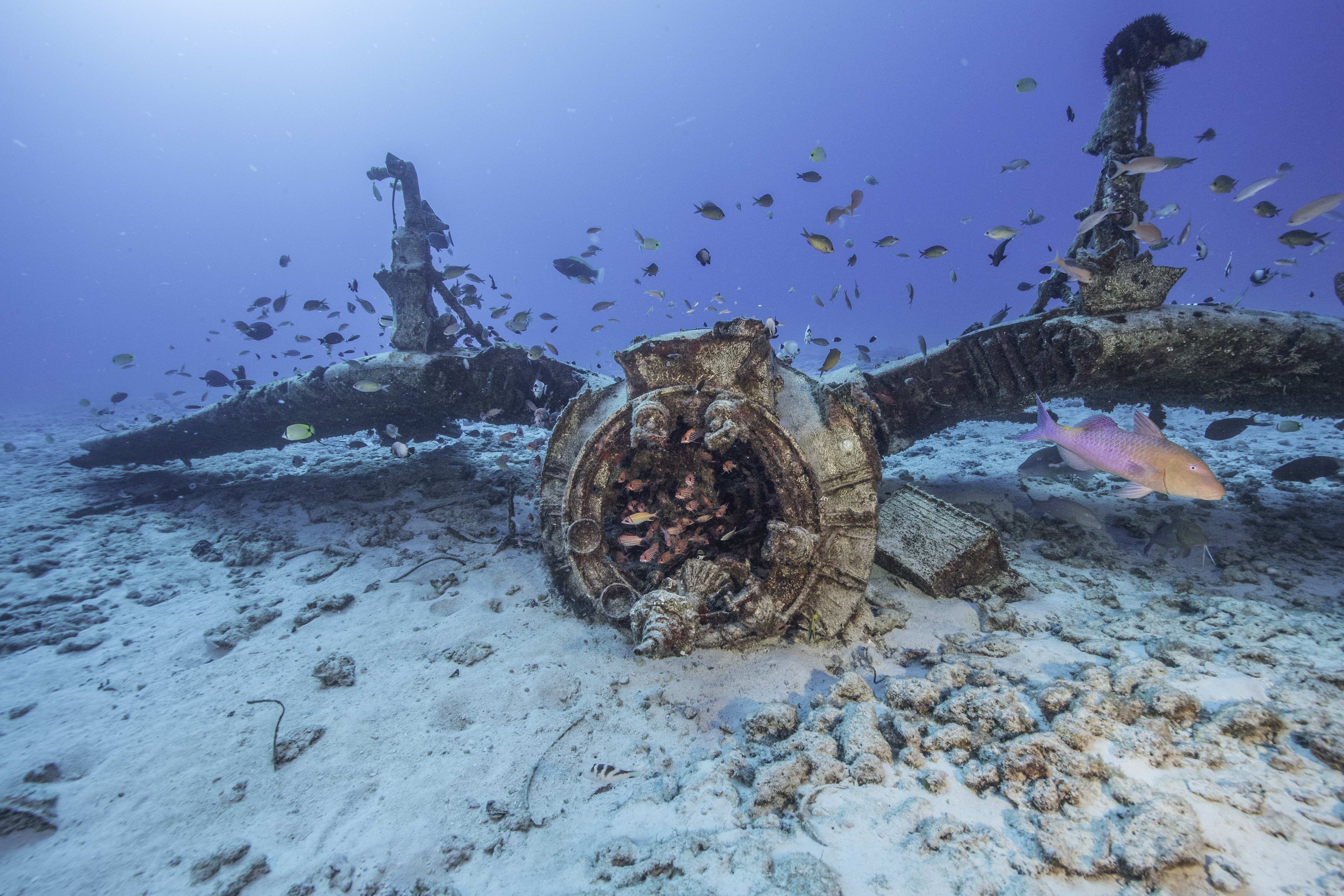 Underwater source photograph showing the Corsair wreck amid marine life